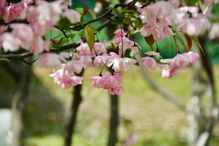 Jardin au printemps